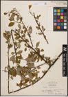 Foto von Salix caprea L.